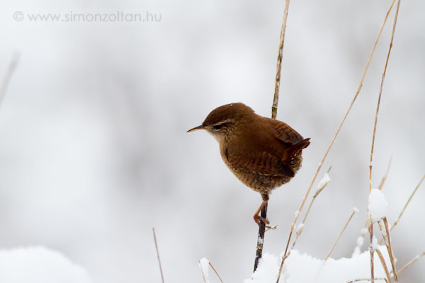 20101226_madarak_0172.JPG - krszem (Troglodytes troglodytes).