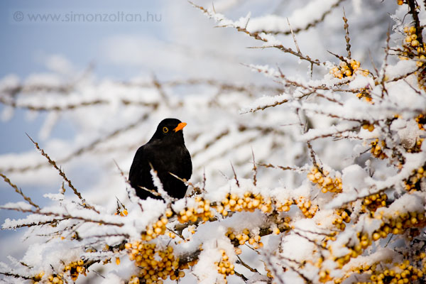 20110129_madarak_0173.JPG - Feketerig hm (Turdus merula).