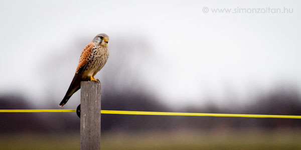 20110218_madarak_0174.JPG - Vrs vrcse hm (Falco tinnunculus).