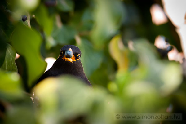 20110308_madarak_0175.JPG - Feketerig hm (Turdus merula).