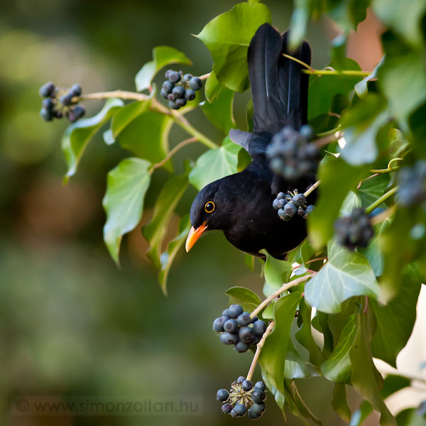 20110308_madarak_0176.JPG - Feketerig hm (Turdus merula).