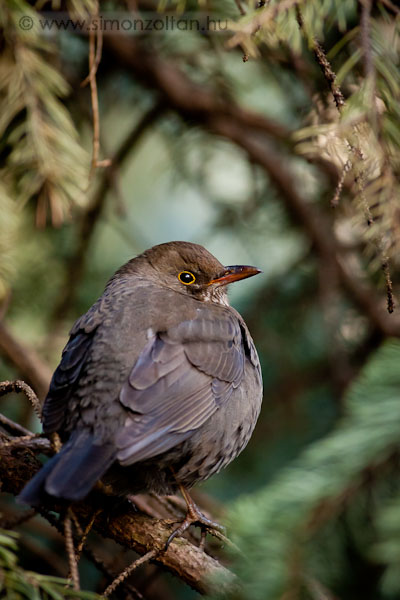 20110308_madarak_0177.JPG - Feketerig toj (Turdus merula).