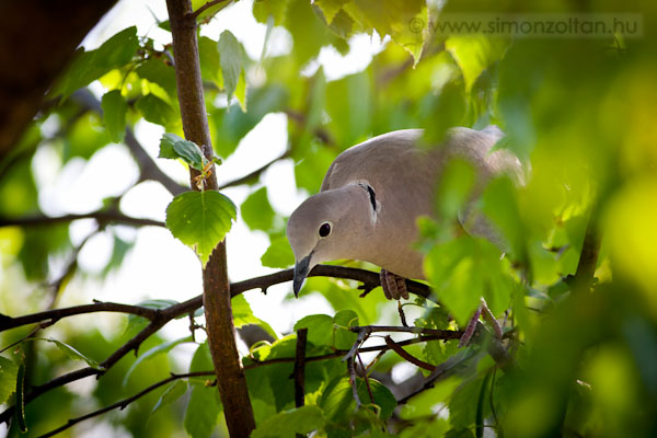 20110424_madarak_0178.JPG - Balkni gerle (Streptopelia decaocto).