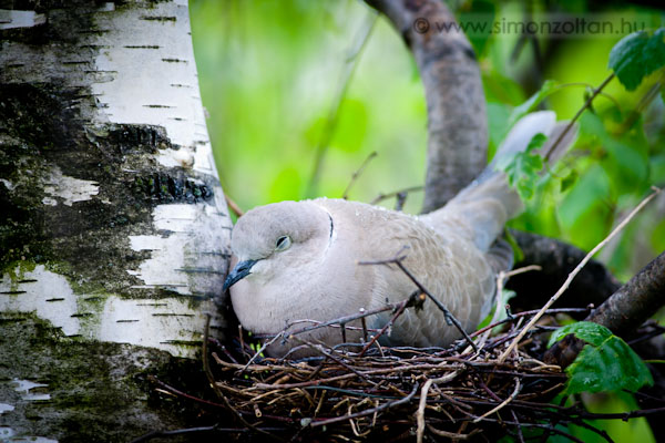 20110425_madarak_0179.JPG - Balkni gerle (Streptopelia decaocto).