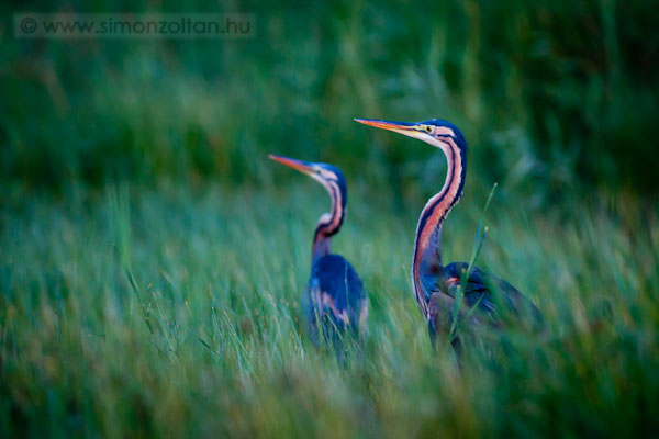 20110703_madarak_0183.JPG - Vrs gm (Ardea purpurea).