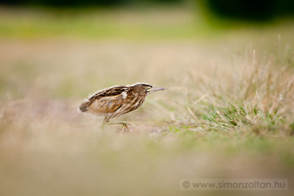 20110704_madarak_0184.JPG - Trpegm (Ixobrychus minutus).