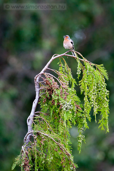 20110705_madarak_0185.JPG - Erdei pinty (Fringilla coelebs).