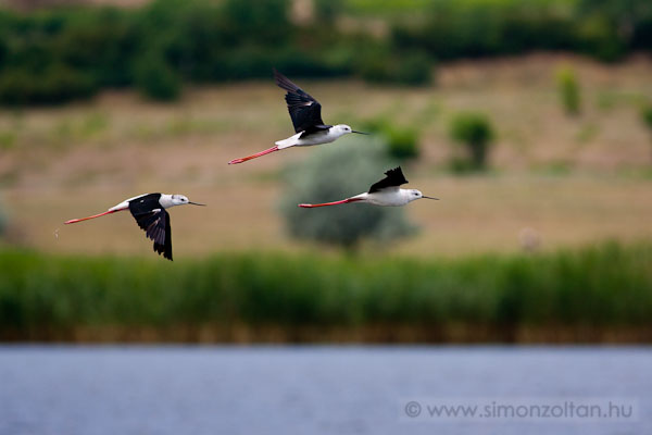 20110705_madarak_0186.JPG - Glyatcs (Himantopus himantopus).