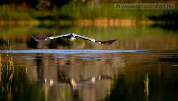 20110706_madarak_0187.JPG - Szrke gm (Ardea cinerea).