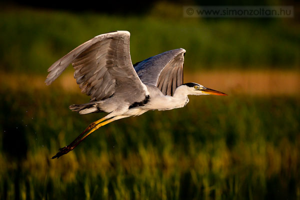 20110706_madarak_0188.JPG - Szrke gm (Ardea cinerea).