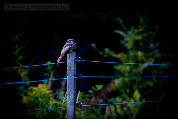 20110729_madarak_0189.JPG - Eurpai lappanty (Caprimulgus europaeus). jszakai letmdja miatt nehezen fotzhat faj. Ez a kp maximlis filmrzkenysg mellett is 3,2 msodperces zridvel kszlt llvnyrl.