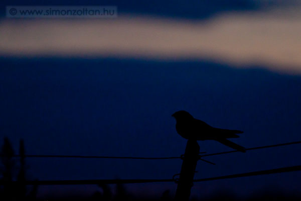 20110729_madarak_0190.JPG - Eurpai lappanty (Caprimulgus europaeus).