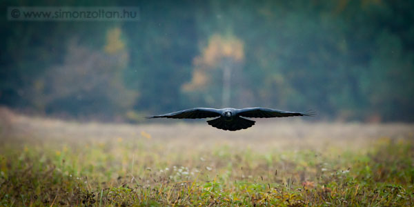 20111029_madarak_0191.JPG - Holl (Corvus corax).