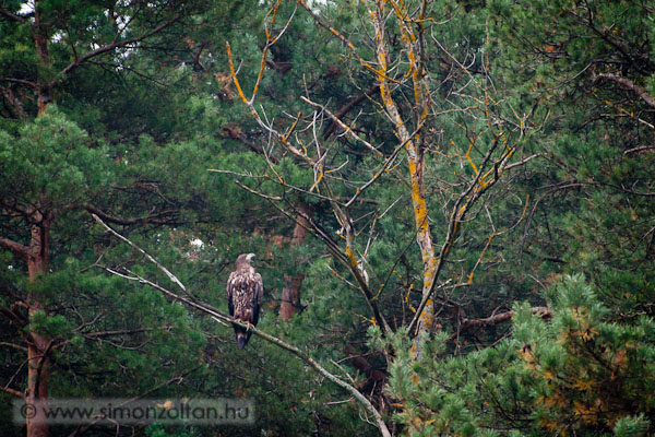 20111029_madarak_0192.JPG - Rtisas (Haliaeetus albicilla). Harmadik ves fiatal pldny. Ritka alkalom, hogy vadon l rti sassal tallkozom. Ez a pldny holl fotzs kzben lepett meg engem. Annak ellenre, hogy 30 holl marakodott a csalinak hasznlt zsiger maradvnyon  mgsem replt le r. Valsznleg a mobil lesstor gyans volt neki, annak ellenre, hogy viszonylag jl volt lczva s a hollk is elfogadk. 45 perc tollszkods utn csendben tvozott.