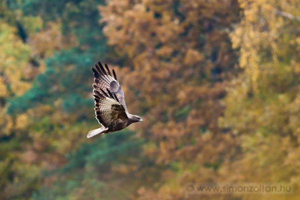 20111030_madarak_0194.JPG - Egerszlyv (Buteo buteo).