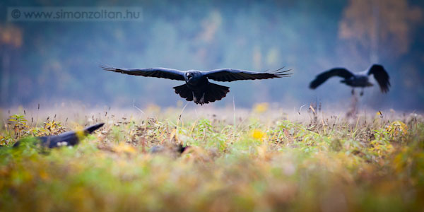 20111030_madarak_0195.JPG - Holl (Corvus corax).