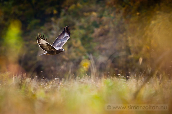 20111030_madarak_0196.JPG - Egerszlyv (Buteo buteo).