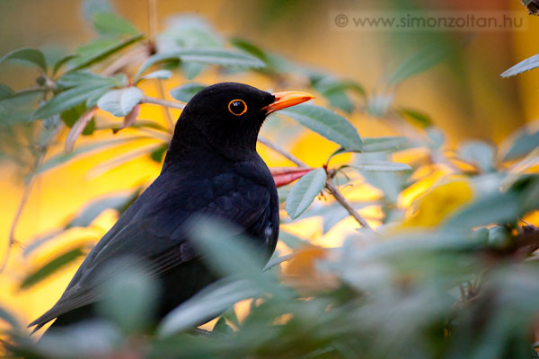 20111113_madarak_0197.JPG - Feketerig hm (Turdus merula).