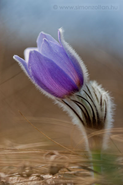 20090322_novenyek_0035.JPG - Lenykkrcsin (Pulsatilla grandis).