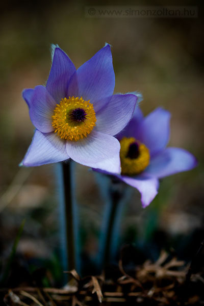 20090322_novenyek_0036.JPG - Lenykkrcsin (Pulsatilla grandis).