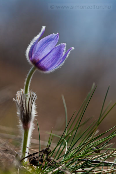 20090322_novenyek_0037.JPG - Lenykkrcsin (Pulsatilla grandis).