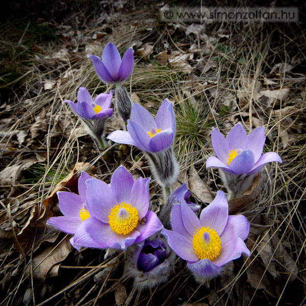 20090322_novenyek_0038.JPG - Lenykkrcsin (Pulsatilla grandis).