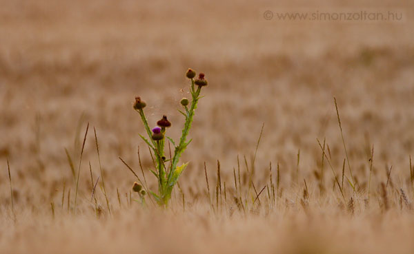 20090629_novenyek_0046.JPG