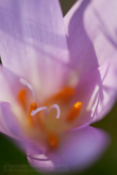 20090919_novenyek_0049.JPG - szi kikerics (Colchicum autumnale).