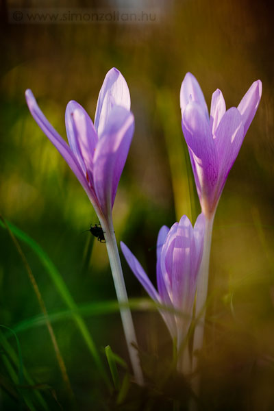 20090919_novenyek_0050.JPG - szi kikerics (Colchicum autumnale).