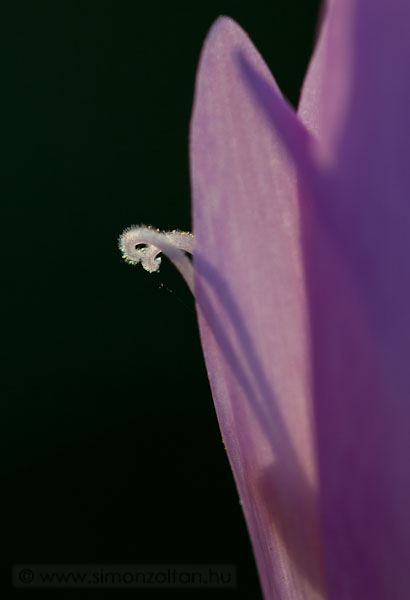 20090919_novenyek_0051.JPG - szi kikerics (Colchicum autumnale).