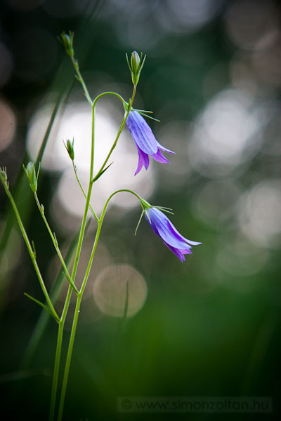 20100604_novenyek_0061.JPG