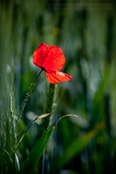 20100606_novenyek_0065.JPG