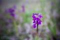 20110430_novenyek_0082